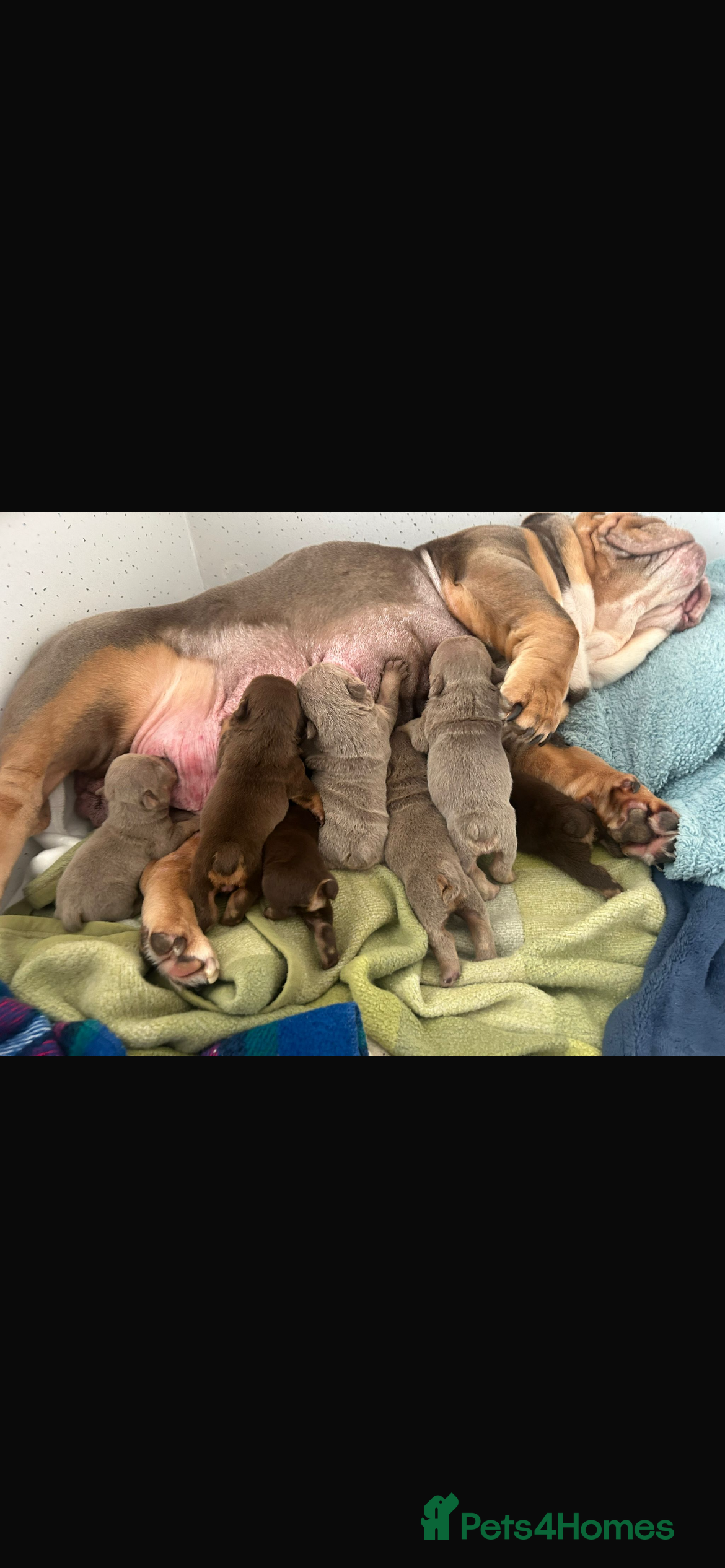 English Bulldog dogs Stunning pups  - Advert 1