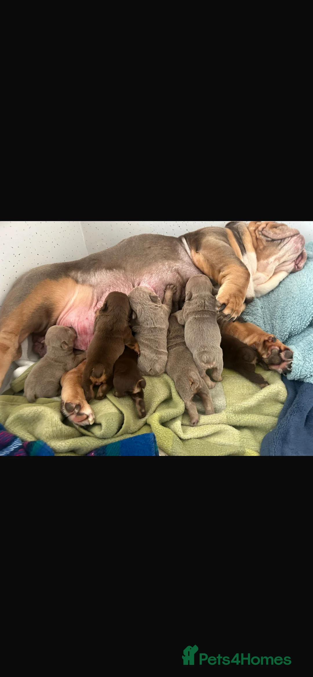 English Bulldog dogs for sale: Stunning pups  - Advert 1