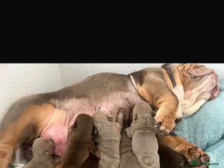 English Bulldog dogs Stunning pups - Advert 1