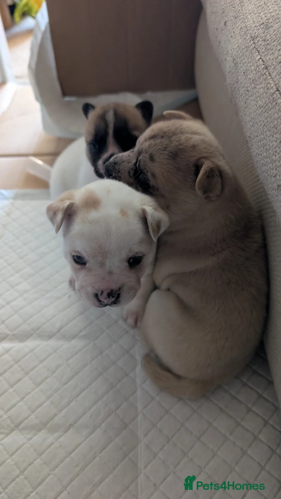Mixed Breed dogs for sale: 3x Female French Bulldog X Chow Chow puppies.   - Advert 28