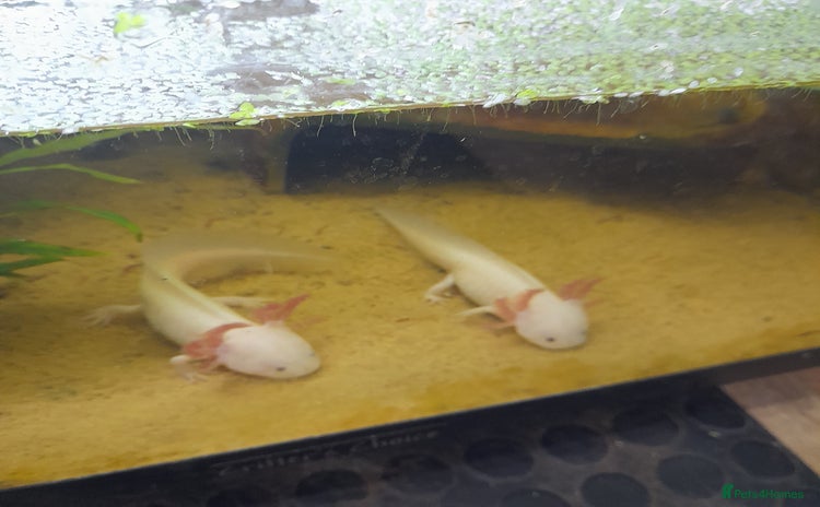Other/Mixed Breed fish - Advert 2