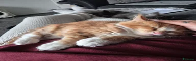 Maine Coon Kitten 1