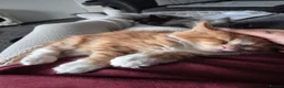 Maine Coon cats for sale: Chunky mainecoon babies - Advert 8
