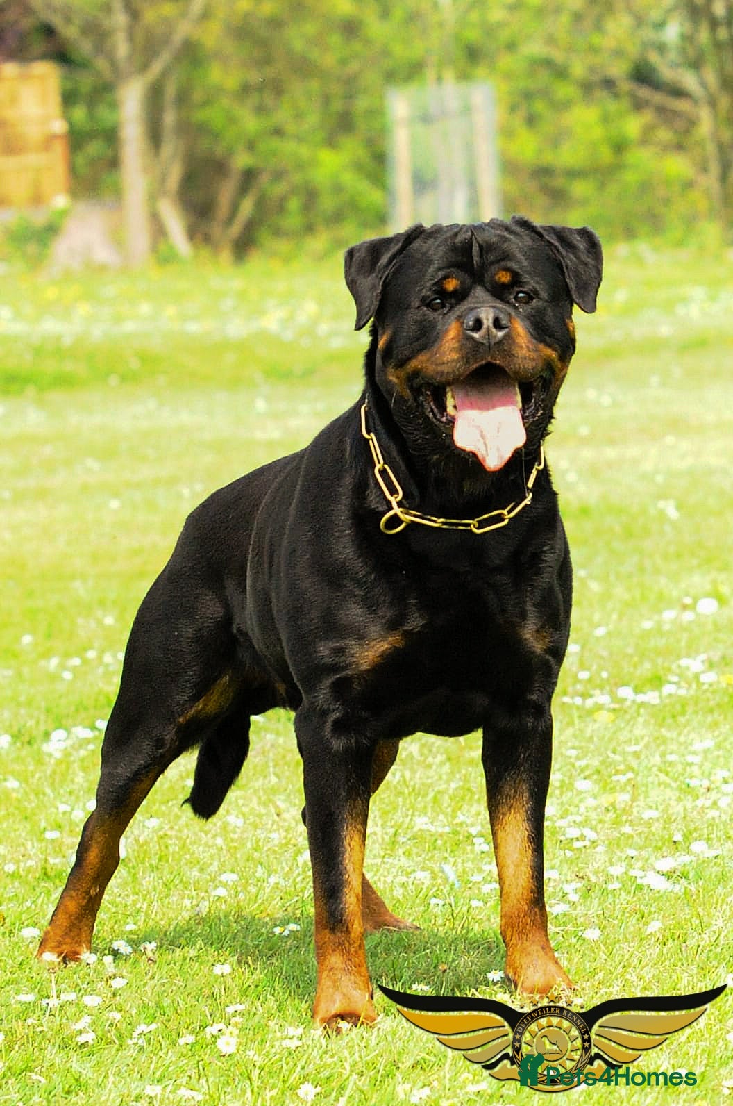 Rottweiler dogs SUPERB TOP QUALITY KCROTTWEILER FOR STUD **(ACE)** - Advert 1