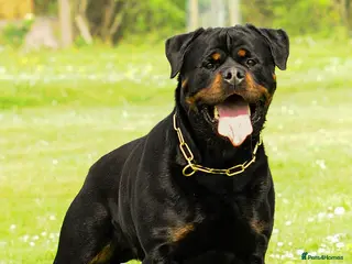 Rottweiler dogs for stud: SUPERB TOP QUALITY KCROTTWEILER FOR STUD **(ACE)** - Advert 1