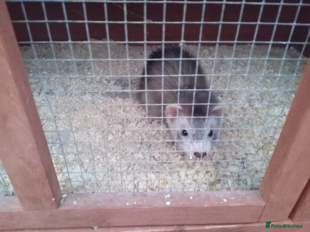 Ferret rodents for sale: Beautiful silver hob ferret  in Margate - Advert 1