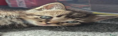 Ragdoll 1