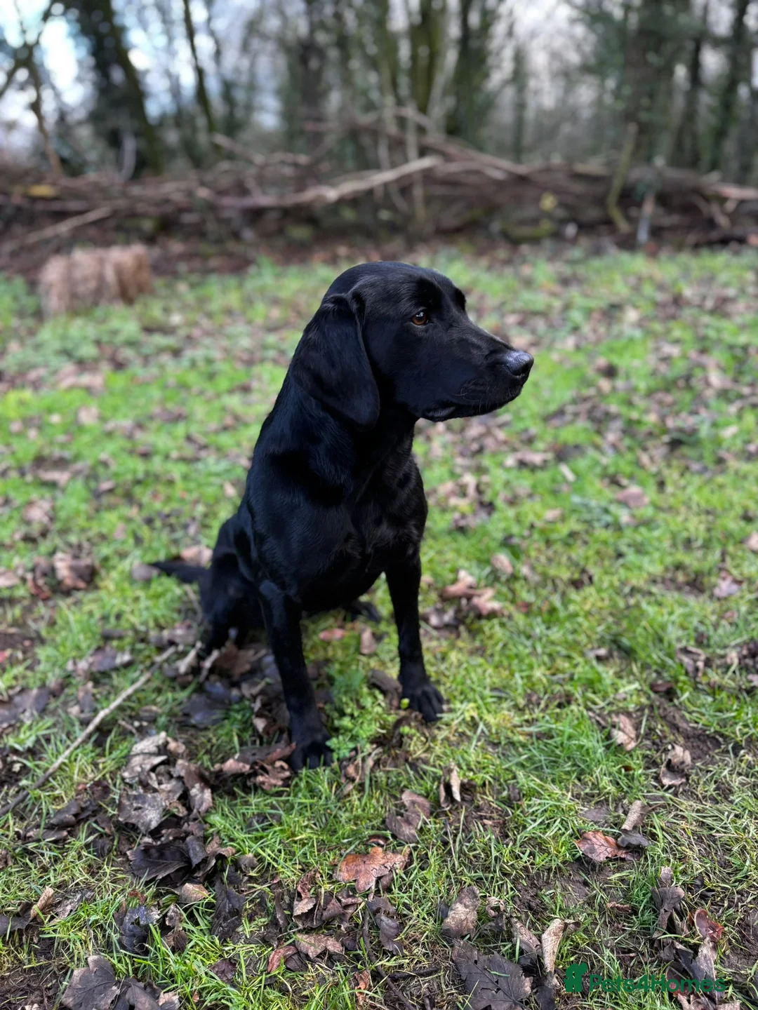 Labrador Retriever dogs for sale: Champion line labrador  - Advert 3