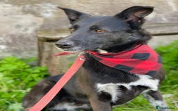 Mixed Breed dogs for adoption: ❤️Carmen — 3,5-4 years old small-to-medium girl❤️ - Advert 2