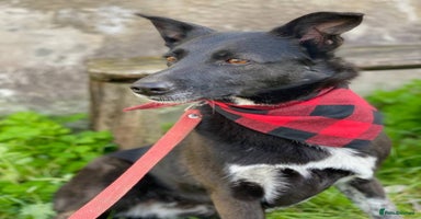 Mixed Breed dogs ❤️Carmen — 3,5-4 years old small-to-medium girl❤️ - Advert 4