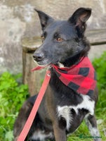 Mixed Breed dogs ❤️Carmen — 3,5-4 years old small-to-medium girl❤️ - Advert 4