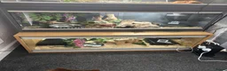 Mixed Breed reptiles for sale: Vivarium set ups and snakes for sale  - Advert 1