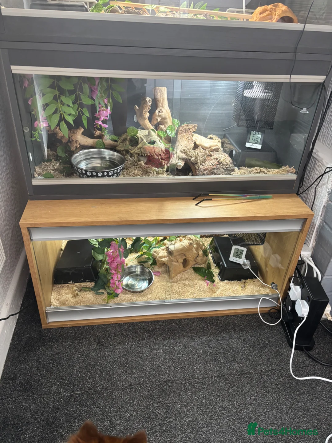 Mixed Breed reptiles for sale: Vivarium set ups and snakes for sale  - Advert 1