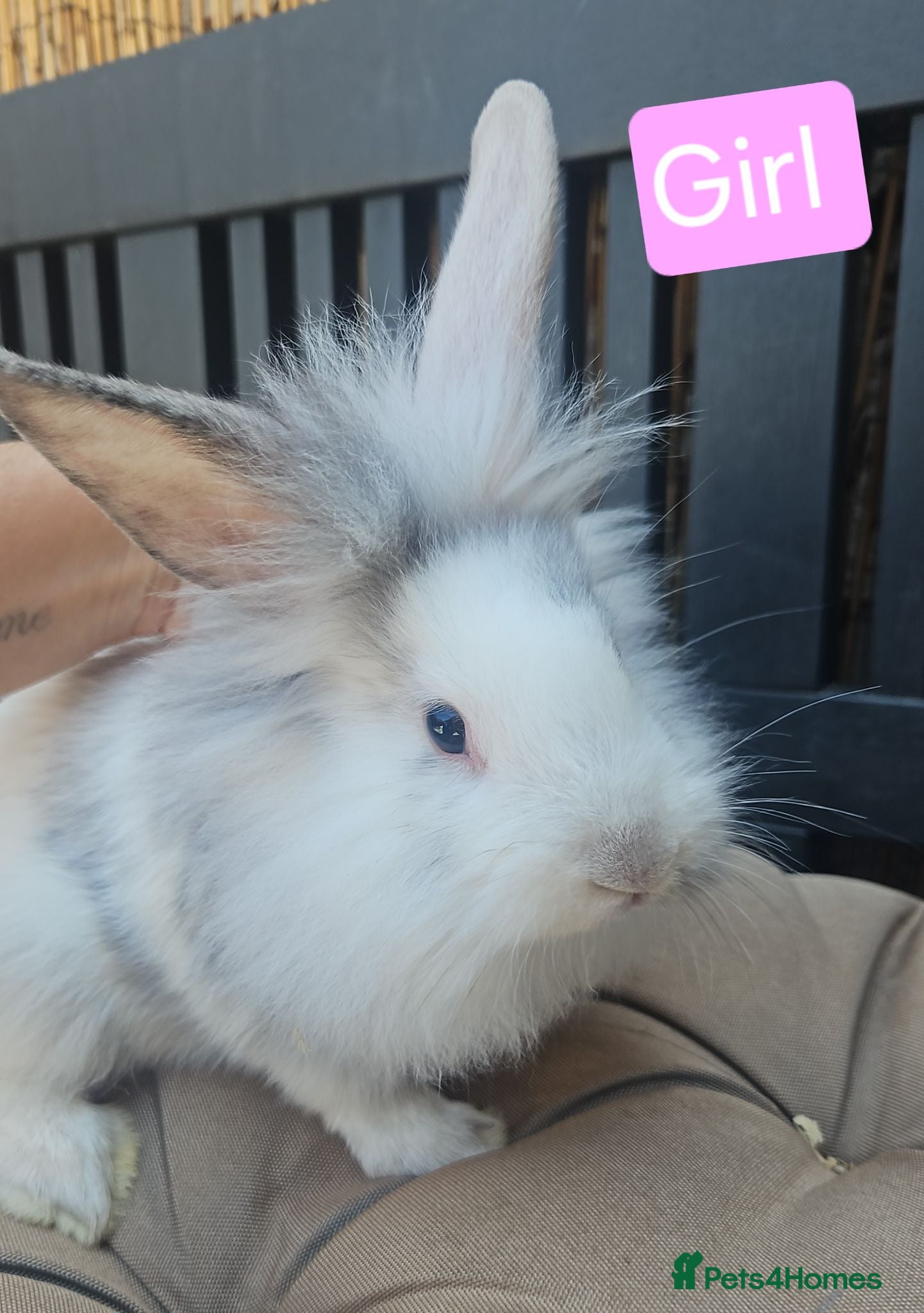 Lionhead rabbits Lionhead babies  - Advert 18