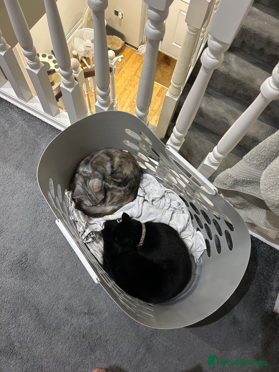 Mixed Breed cats for sale: Beautiful mixed breed girl for sale - Advert 3