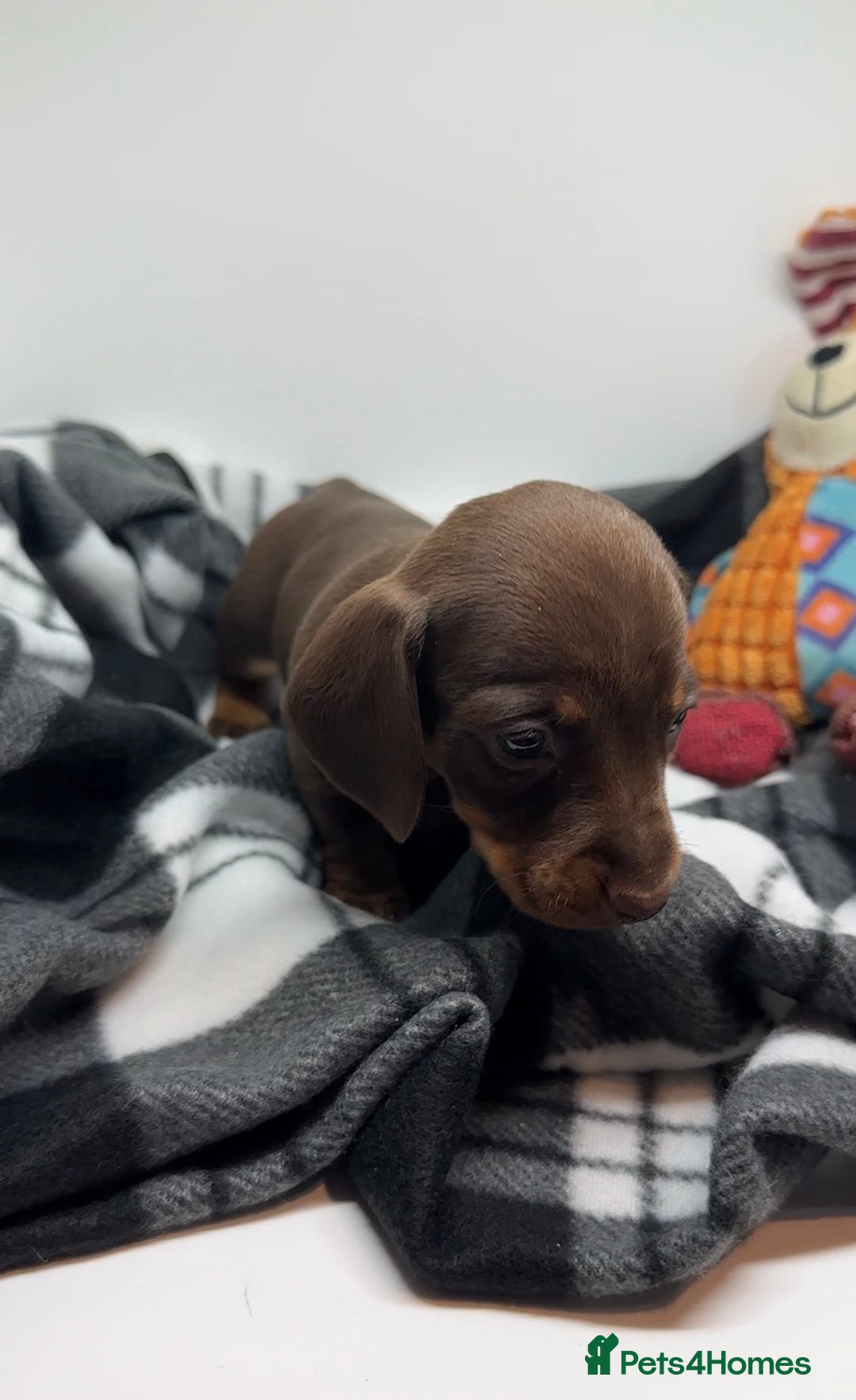 Miniature Dachshund dogs for sale: 3 Champion Line KC Miniature Dachshund Puppies  - Advert 13