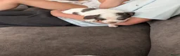 English Springer Spaniel dogs for sale: English Springer Spaniel  in Bridgend - Advert 12