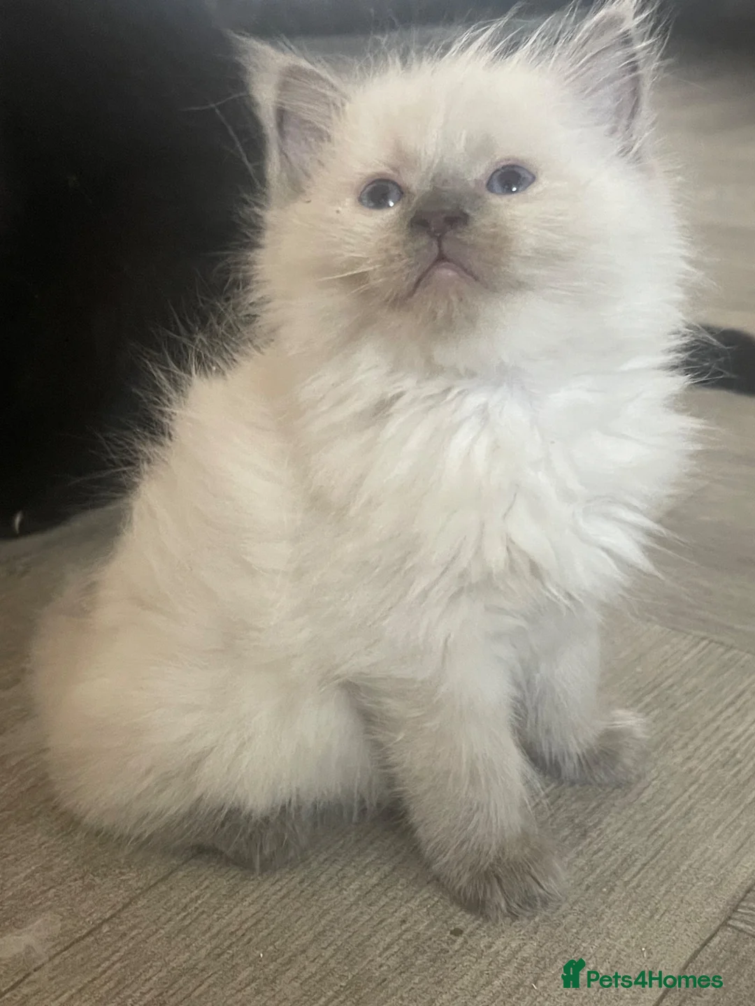 Ragdoll cats for sale: stunning liluc male ragdoll kitten - Advert 2