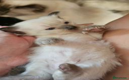 Ragdoll cats for sale: Purebred Chocolate point girl - Image 6