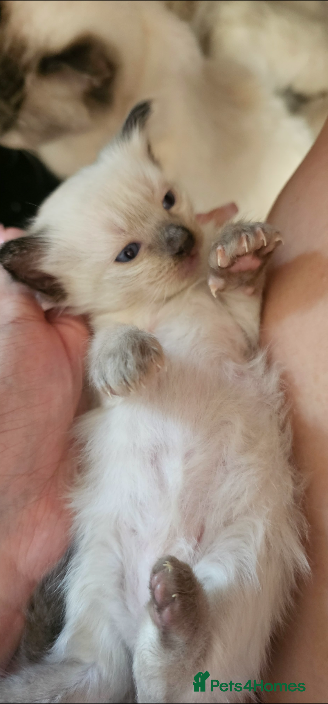 Ragdoll cats for sale: Purebred Chocolate point girl - Image 6
