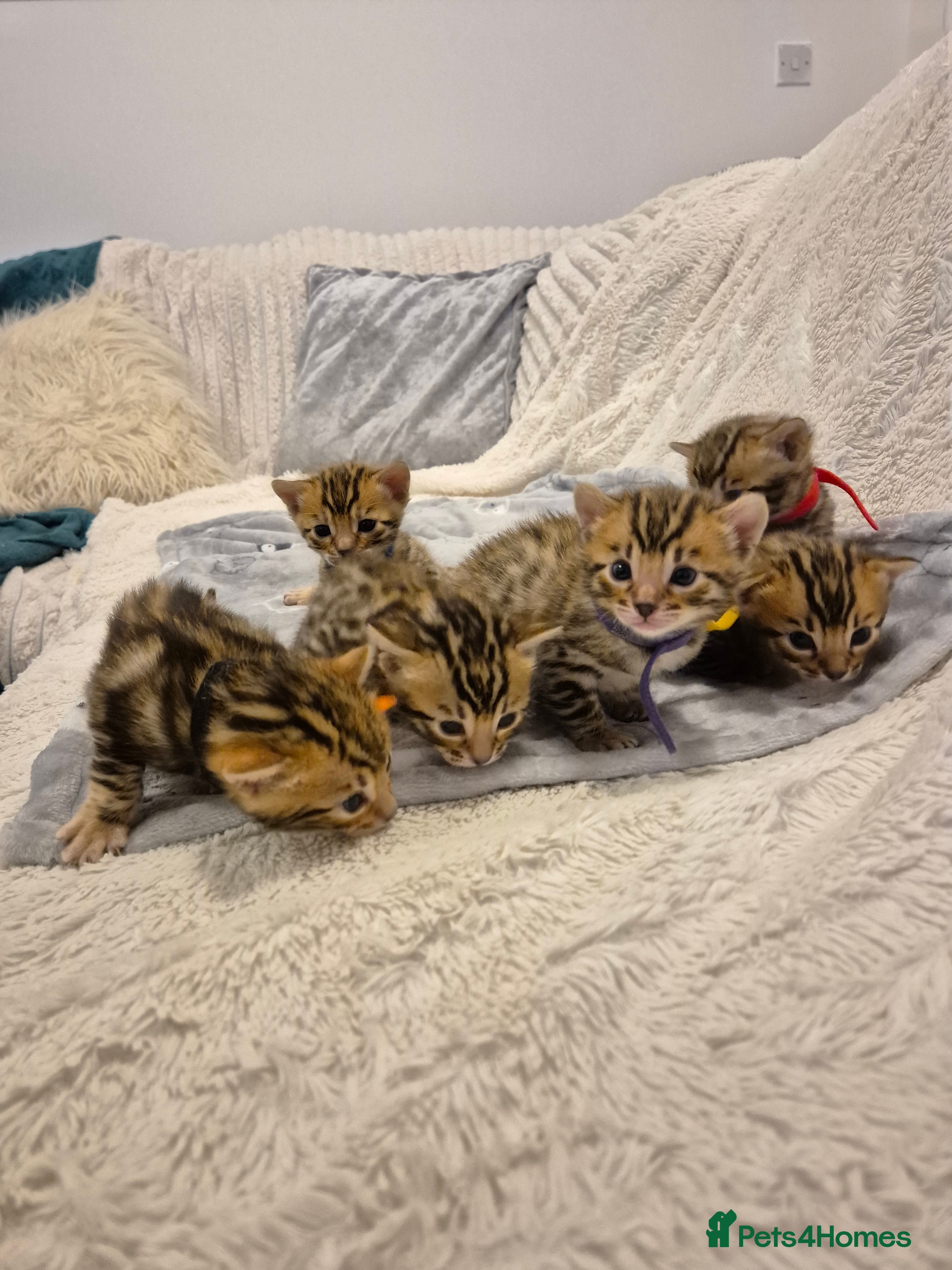 Bengal cats 🐾6 Beautiful Bengal Kittens🐾 - Advert 15
