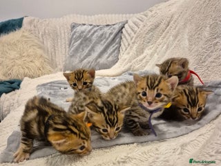 Bengal cats 🐾6 Beautiful Bengal Kittens🐾 - Advert 15