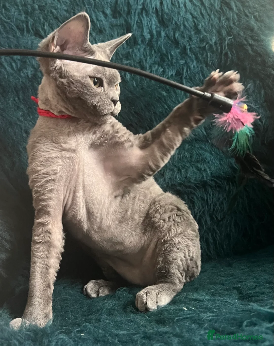 Devon Rex cats for sale: Devon Rex kittens  - Advert 17