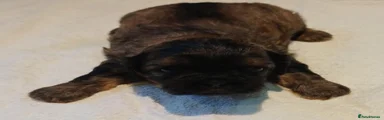 Shih Tzu 2