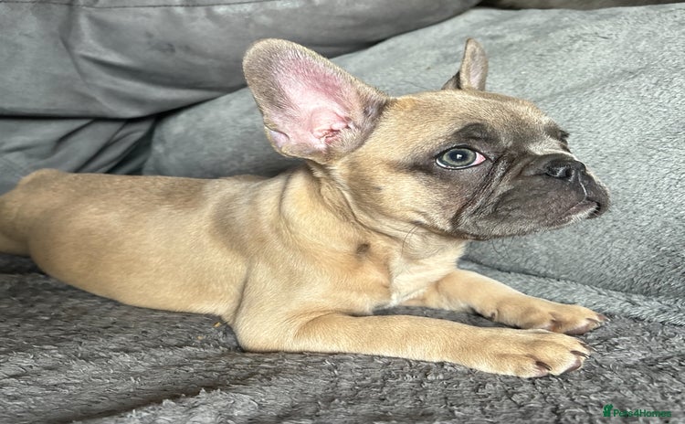 French Bulldog dogs - Advert 1