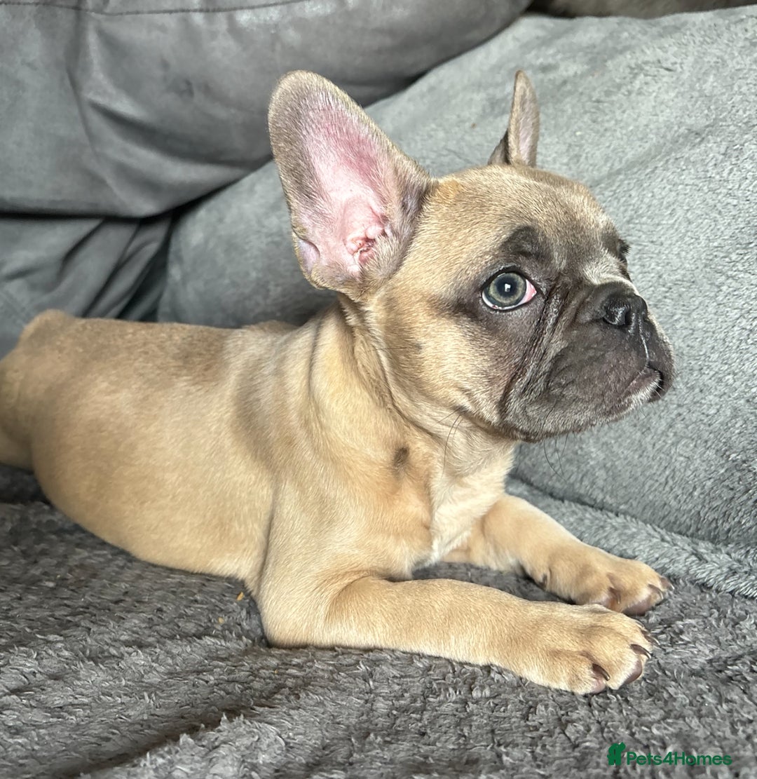 French Bulldog dogs for sale:  French bulldogs  - Image 1