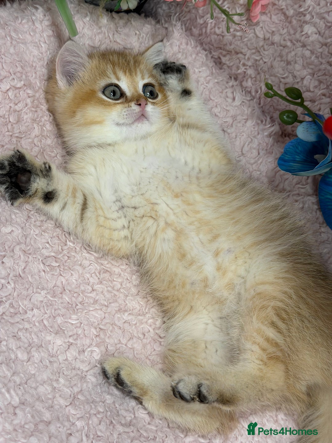 British Shorthair cats for sale: British shh golden, silver  GCCF kittens  - Advert 12