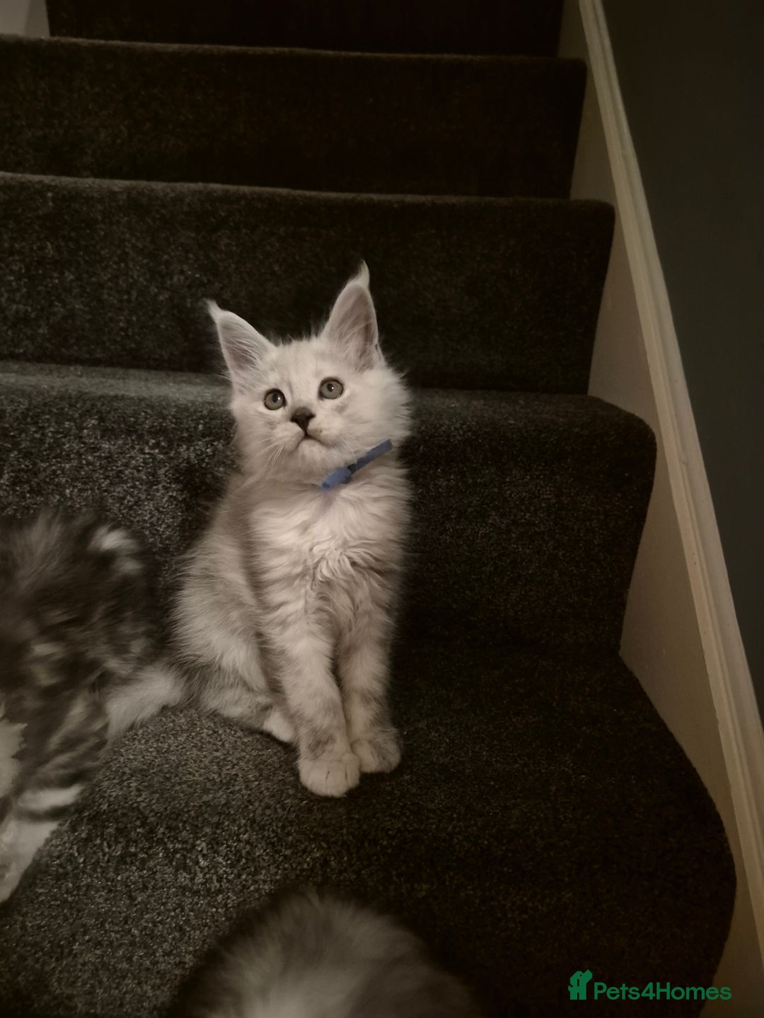 Maine Coon cats for sale: Maine Coon kittens - Advert 7