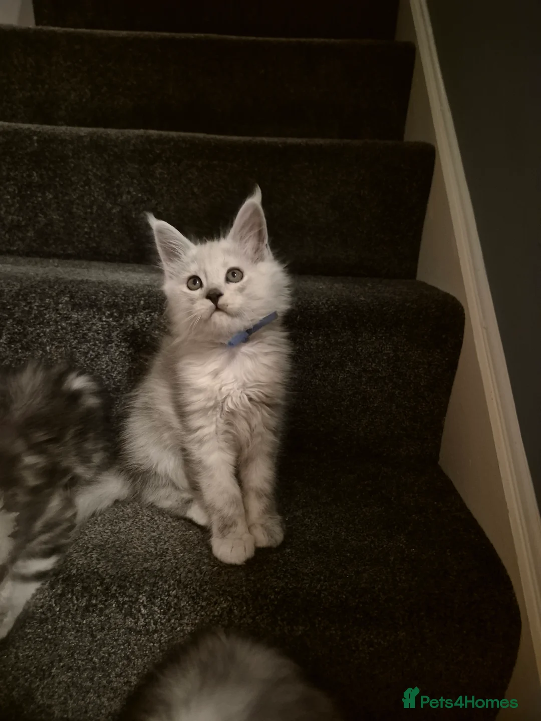 Maine Coon cats for sale: Tica registered Maine Coon kittens - Advert 7