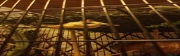 Sugar Glider rodents for sale: 3 beautiful sugar gliders looking for new home - Advert 9