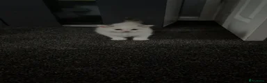 Ragdoll 1