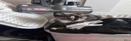 Mixed Breed cats for sale: Two lovely girl kittens!  - Advert 3