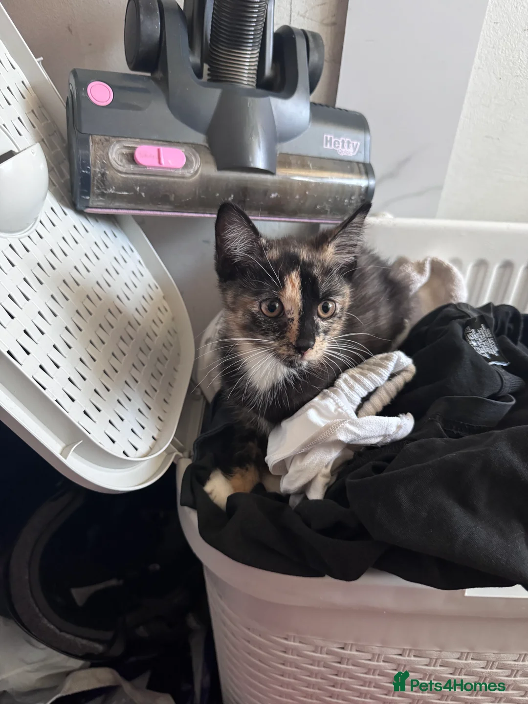 Mixed Breed cats for sale: Two lovely girl kittens!  - Advert 3