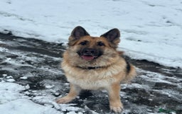 German Shepherd dogs for sale: German Shepherd For Adoption/Sale  - Image 1