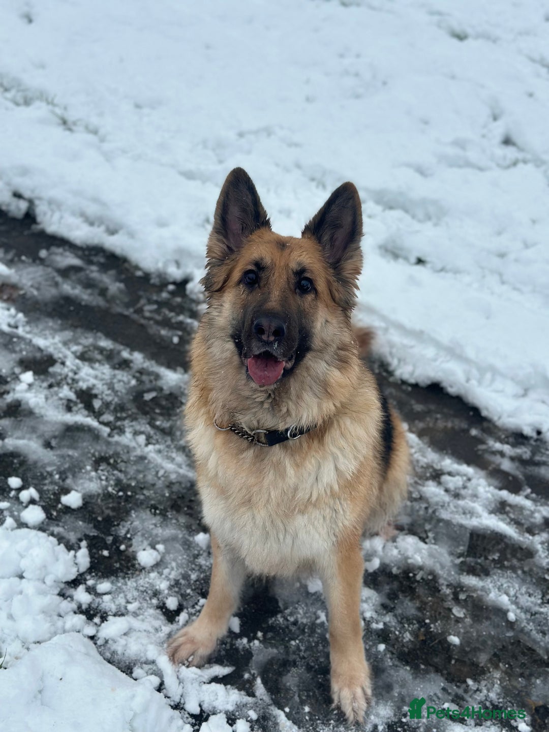 German Shepherd dogs for sale: German Shepherd For Adoption/Sale  - Image 1