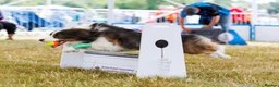Border Collie dogs for stud: Proven Health tested Blue Tri Border Collie Stud  - Advert 4