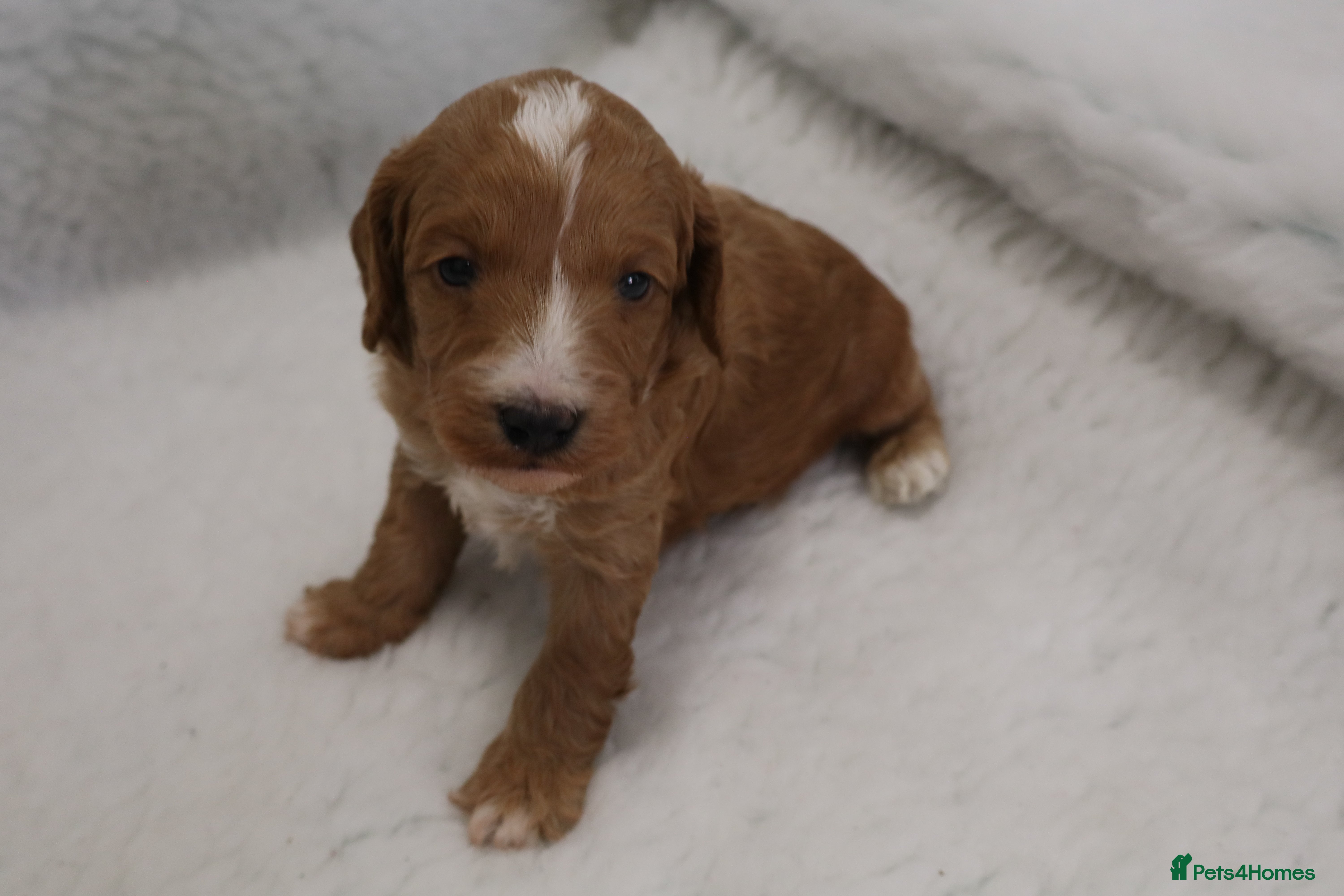 Cockapoo dogs WATCH LIVE! ELITE COCKAPOOS 5* LICENSED BREEDER  - Advert 2