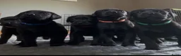 Labrador Retriever dogs for sale: Beautiful KC Labrador Puppies – FTCh Lines - Advert 15