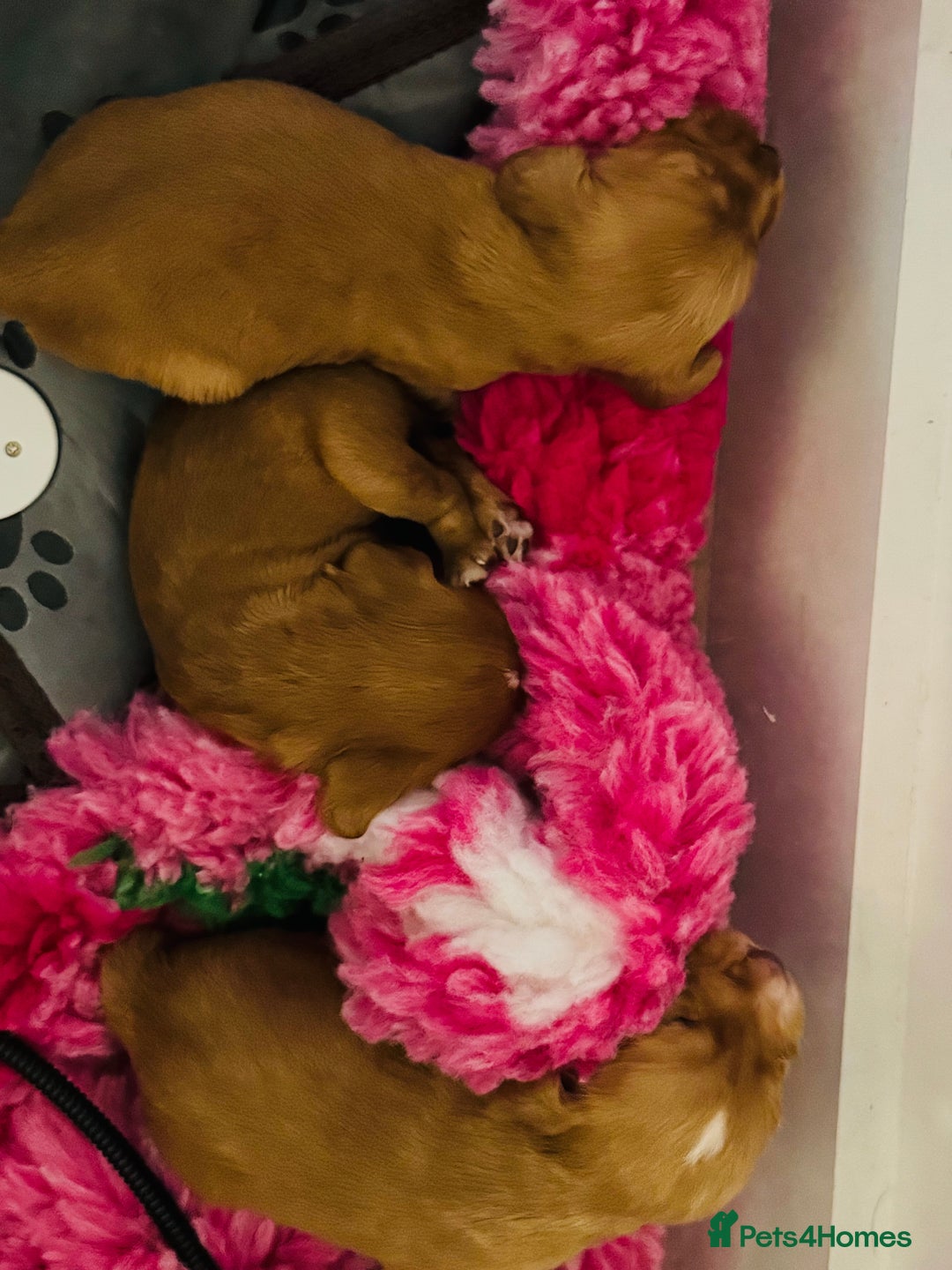 Cocker Spaniel dogs for sale: Red Cocker Spaniel Puppies - Image 17