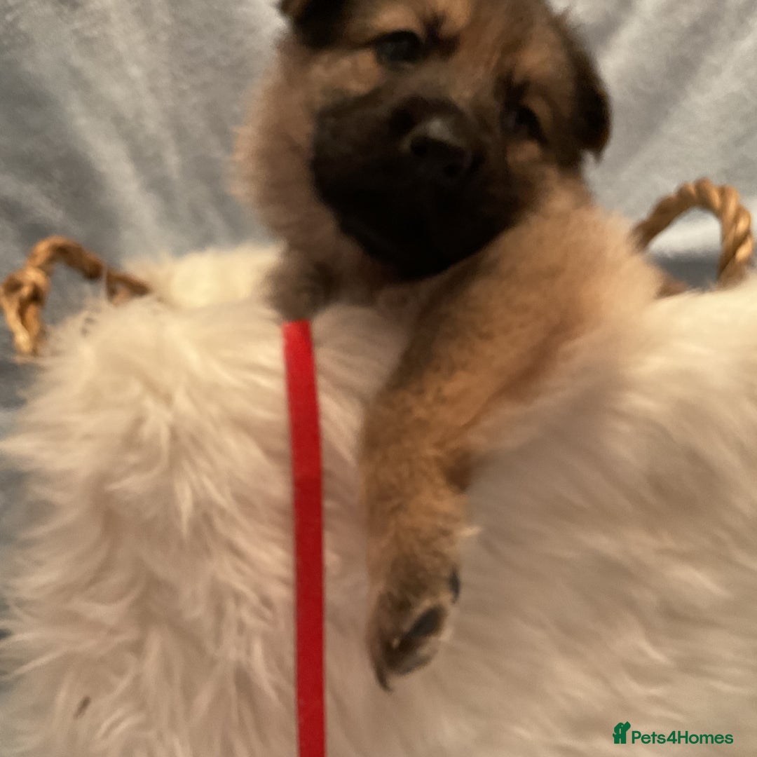German Shepherd dogs for sale: German Shepard pups - Image 5
