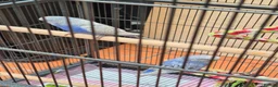 Budgerigars birds for sale: Baby Budgies for Sale. - Advert 3