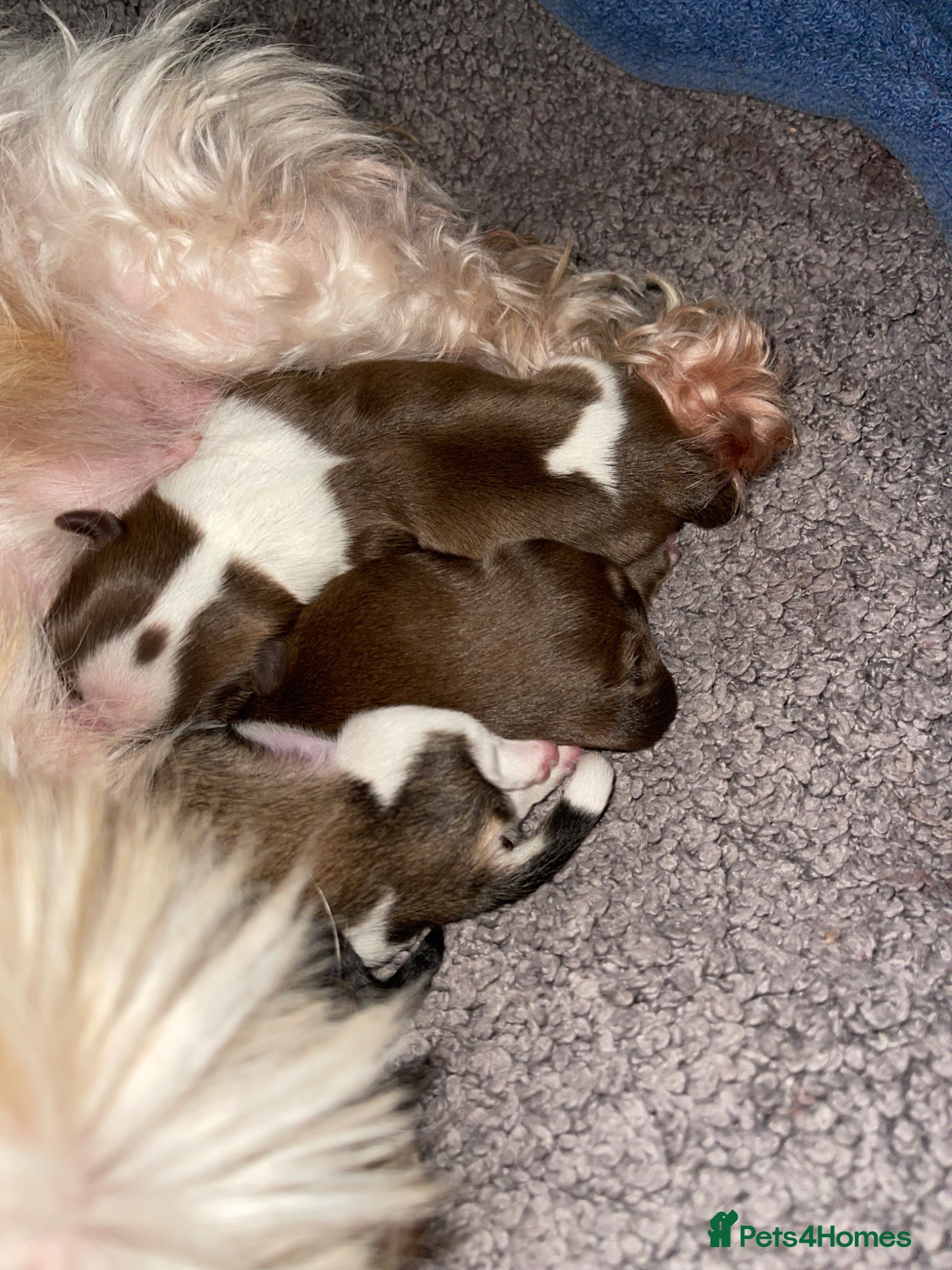 Shih Tzu dogs Puppies for sale  - Advert 1