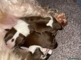 Shih Tzu dogs Puppies for sale - Advert 1