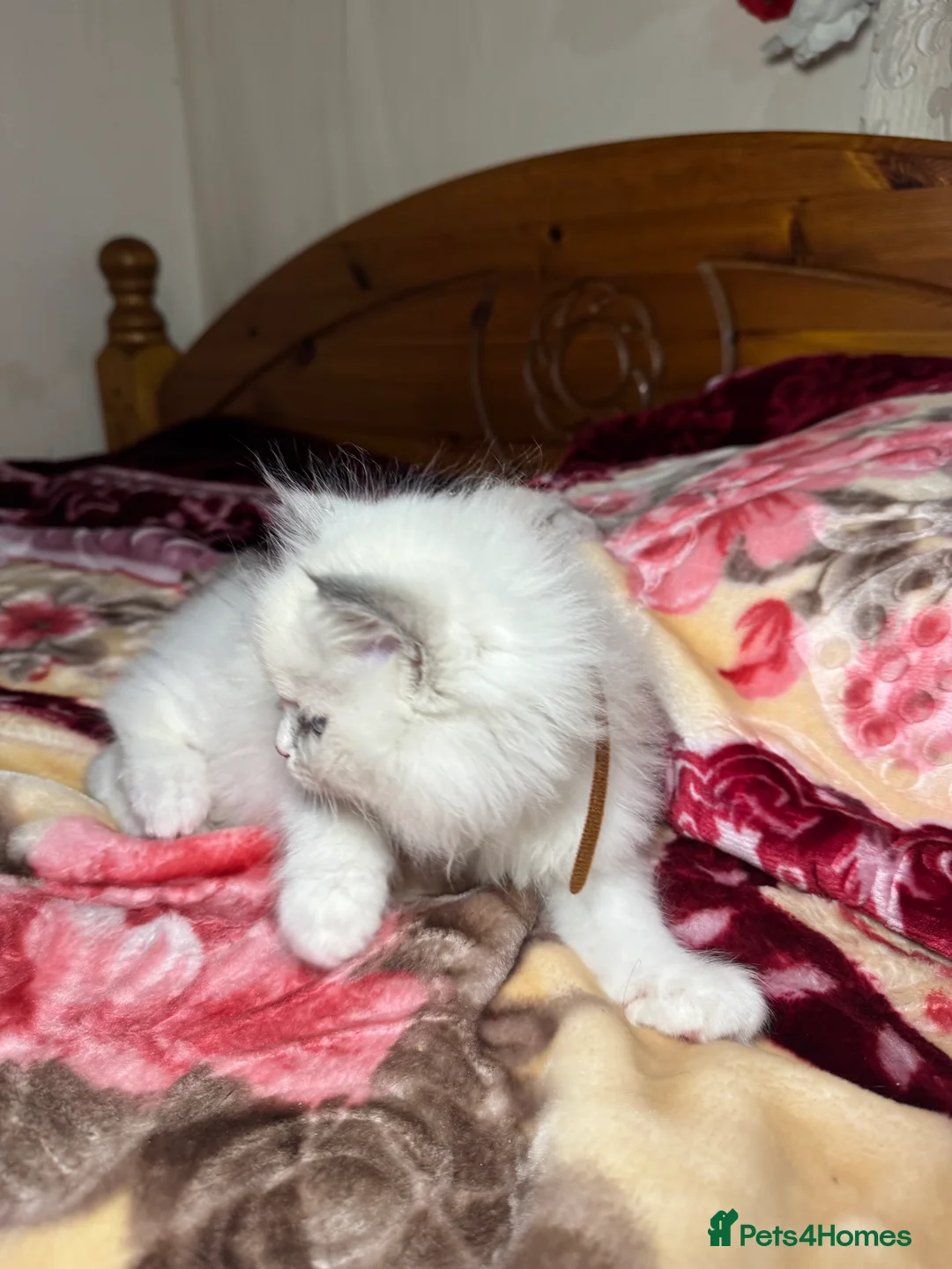 Ragdoll cats for sale: 5 Beautiful blue eyed pure ragdolls - Advert 17