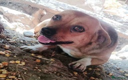 Mixed Breed dogs for adoption: LUCY, a Superb little Girl, for a Loving Home - Image 1