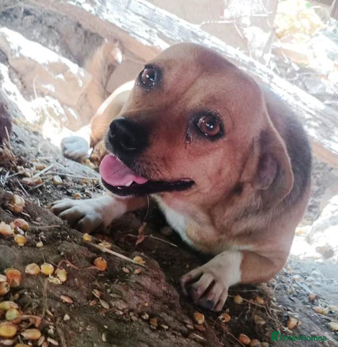 Mixed Breed dogs for adoption: LUCY, a Superb little Girl, for a Loving Home - Image 1